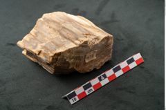 Foto (Seitenansicht) von Plantae indet.  (NHMW-GEO-2024-0188-11590)
